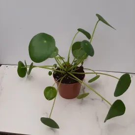 4" pilea peperomioides